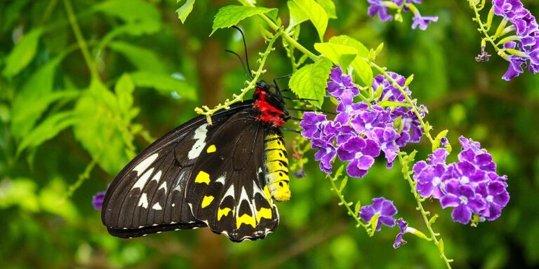 Key West butterfly