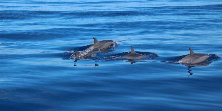 dolphins emerging from water