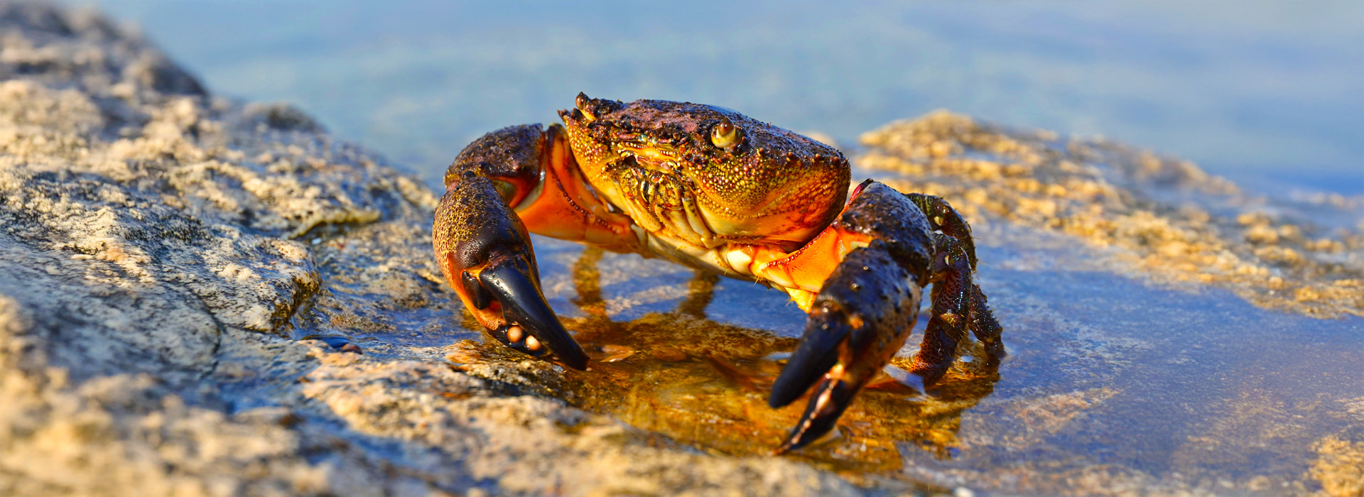 Stone Crab Claw Season in Key West guide